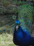 SX27020 Close up of peacock display fanning feathers [Pavo cristatus] in garden.jpg